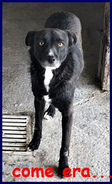 furia in canile da quasi tutta la vita merita di uscire | Foto 1