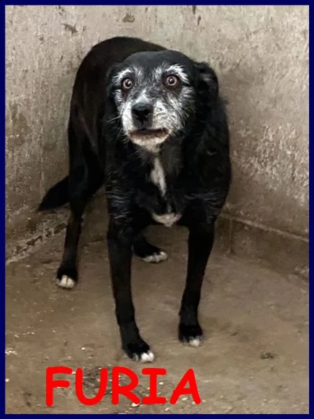 furia in canile da quasi tutta la vita merita di uscire