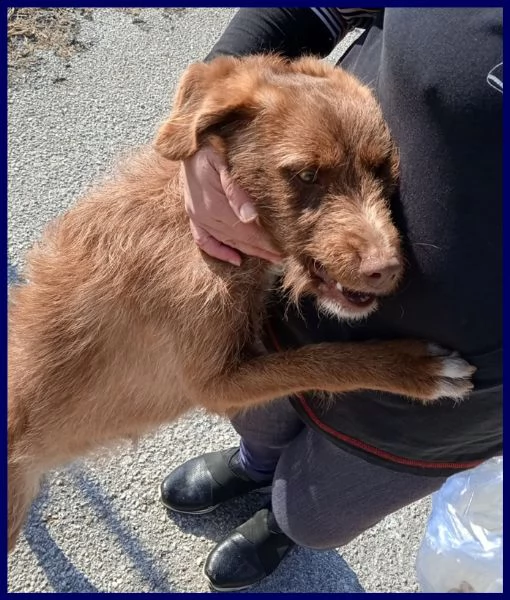 ruffina cucciolona segugetta vagava magra per strada | Foto 3