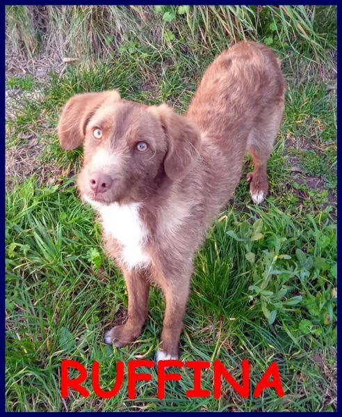 ruffina cucciolona segugetta vagava magra per strada