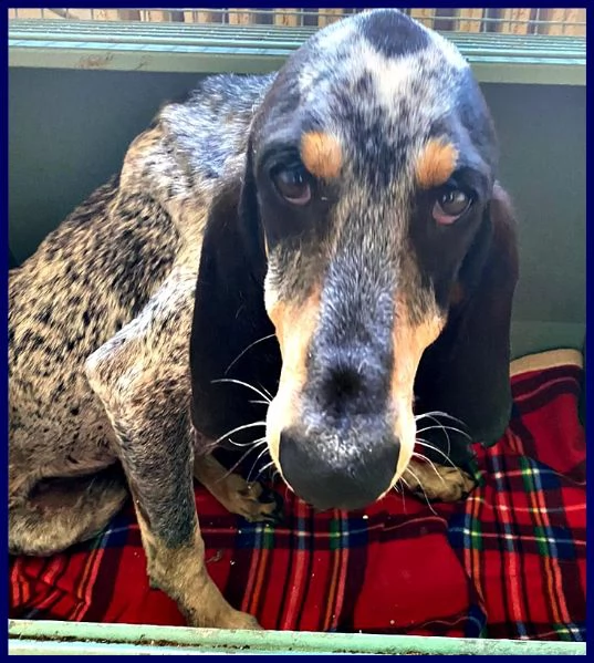 jacques segugio francese 2 anni recuperato per strada | Foto 2