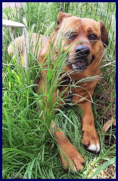 josef adottato da cucciolo e poi rimandato indietro | Foto 2