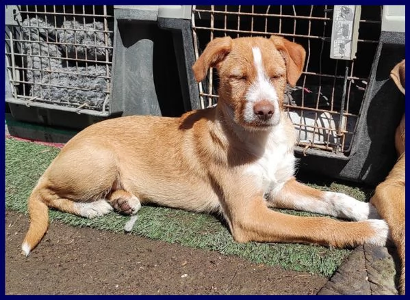 fettuccina cucciola 4 mesi aspetta una mamma | Foto 3