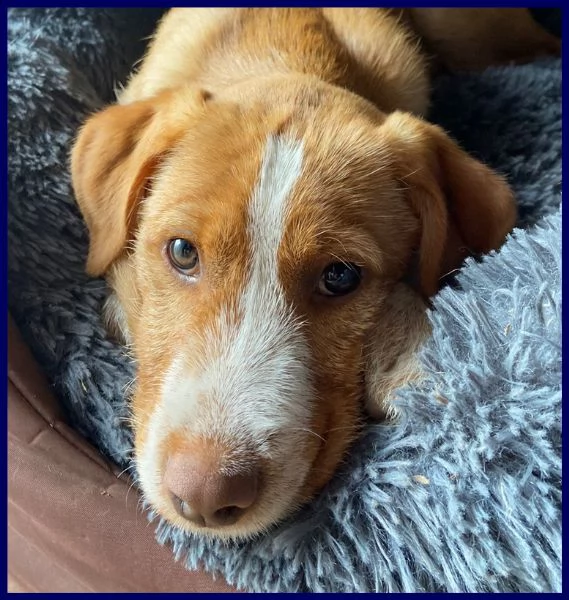 fettuccina cucciola 4 mesi aspetta una mamma | Foto 2