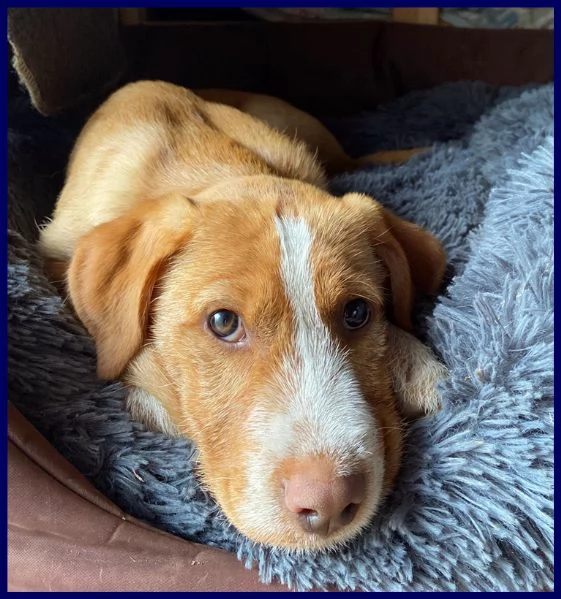 fettuccina cucciola 4 mesi aspetta una mamma | Foto 1