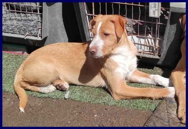 fettuccina cucciola 4 mesi aspetta una mamma | Foto 0