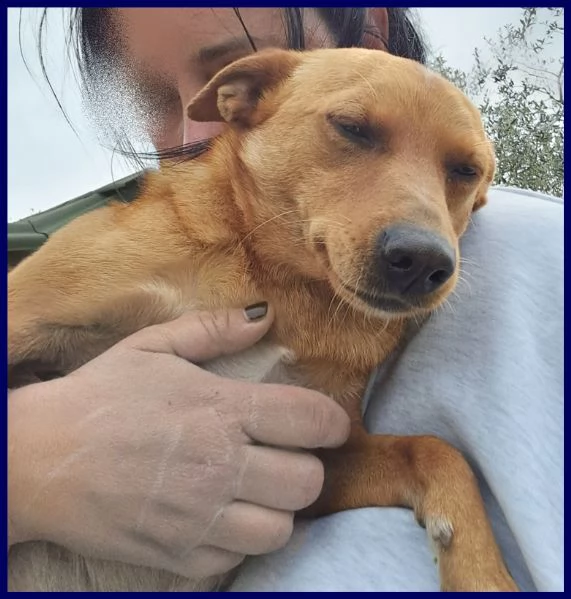 castagnola simil pinscherina 2 anni 10 kg | Foto 3