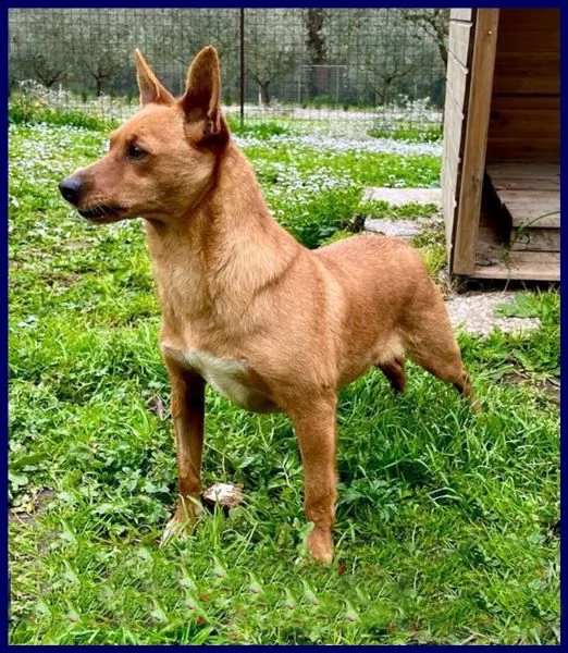 castagnola simil pinscherina 2 anni 10 kg | Foto 0