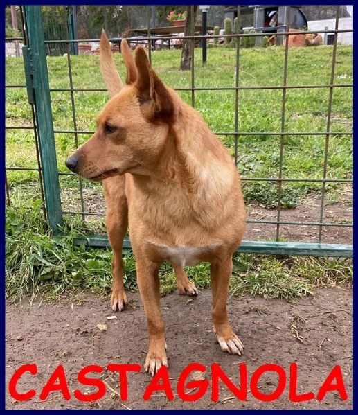 castagnola simil pinscherina 2 anni 10 kg
