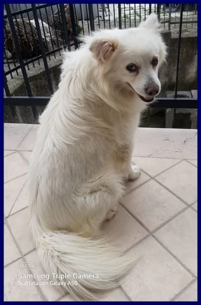 alvin simil volpino 2 anni recuperato per strada | Foto 3