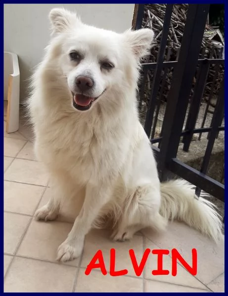 alvin simil volpino 2 anni recuperato per strada