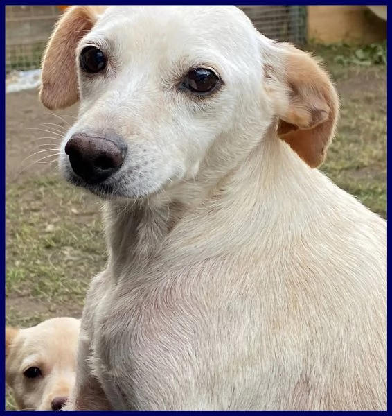 caciotta 2 anni 10 kg recuperata con tutti i suoi cuccioli | Foto 0