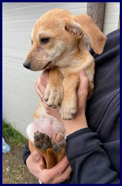 toma cucciola recuperata per strada | Foto 3