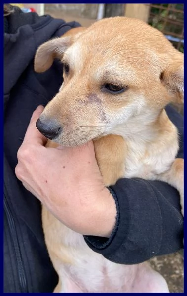 toma cucciola recuperata per strada | Foto 0