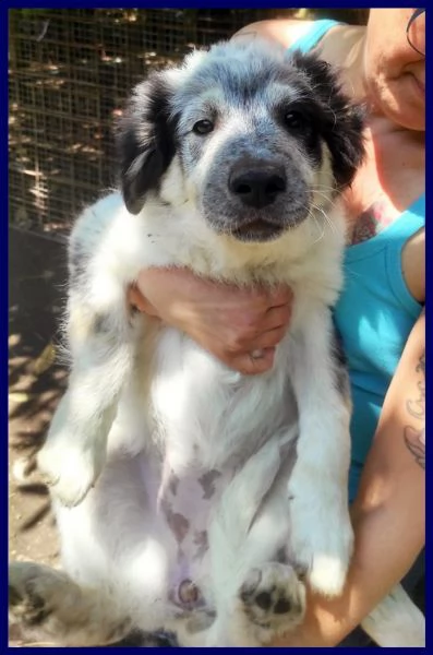 gery cucciola vivace e dolce aspetta una mamma | Foto 3