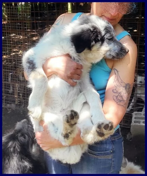 gery cucciola vivace e dolce aspetta una mamma | Foto 2