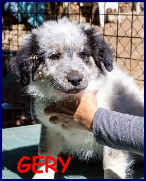 gery cucciola vivace e dolce aspetta una mamma