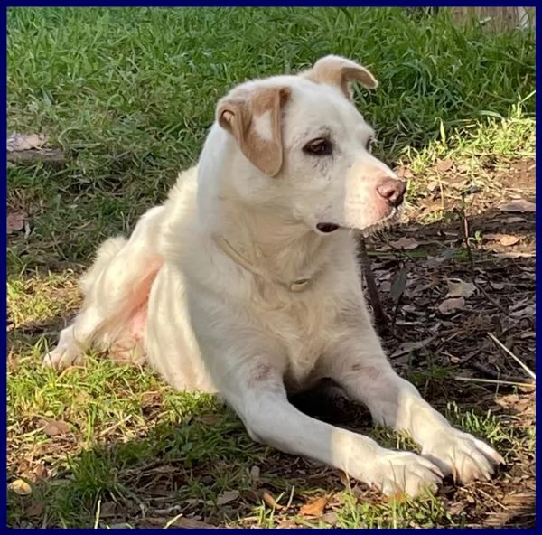 billy nonnino cerca casa per il resto della sua vita | Foto 1