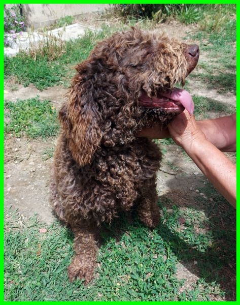 SISSY lagottina 5 anni carattere d'oro | Foto 3