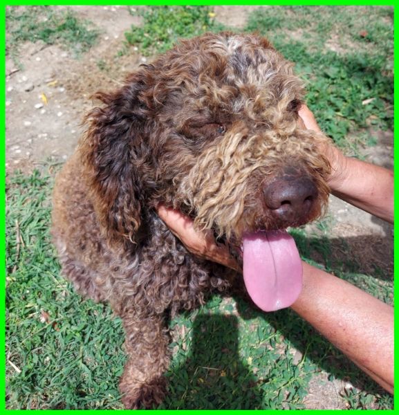 SISSY lagottina 5 anni carattere d'oro | Foto 2