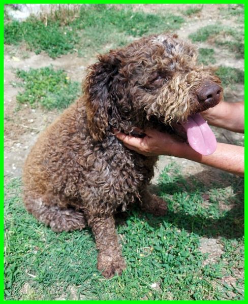 SISSY lagottina 5 anni carattere d'oro | Foto 1