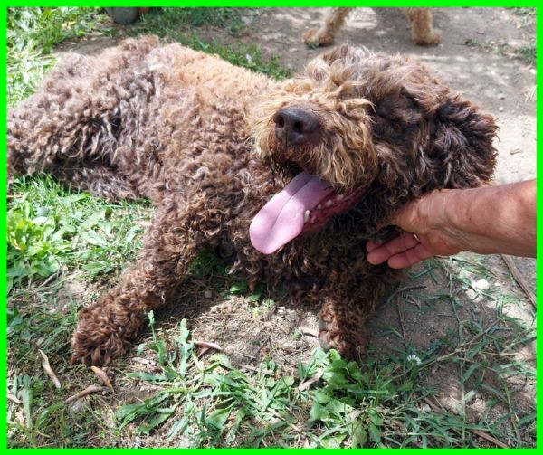 SISSY lagottina 5 anni carattere d'oro | Foto 0