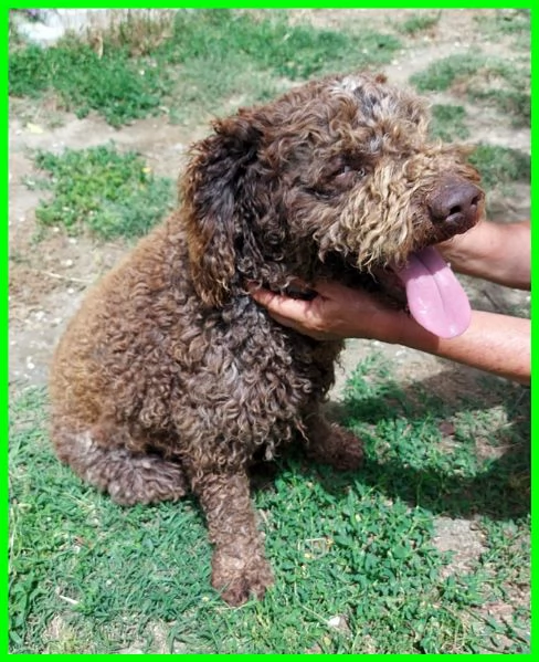 SISSY lagottina 5 anni carattere d'oro | Foto 0