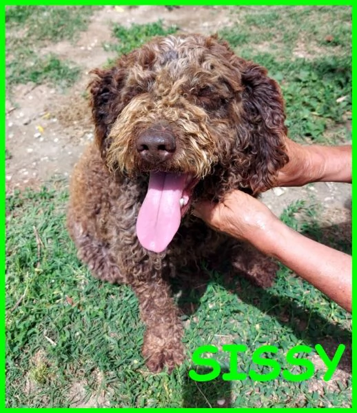 SISSY lagottina 5 anni carattere d'oro