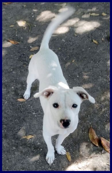 ASIAGO cucciolone senza richieste dolcissimo | Foto 3