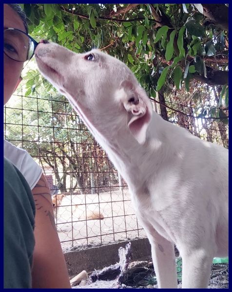 ASIAGO cucciolone senza richieste dolcissimo | Foto 2