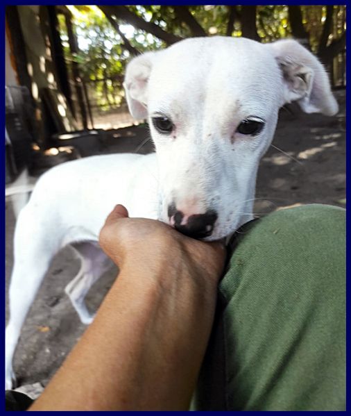 ASIAGO cucciolone senza richieste dolcissimo | Foto 1