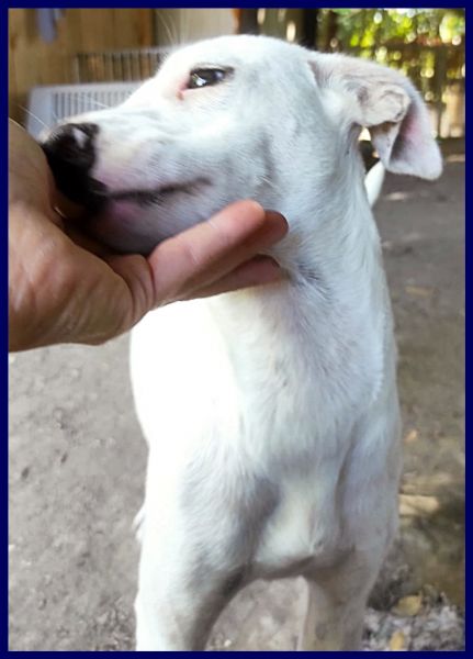 ASIAGO cucciolone senza richieste dolcissimo | Foto 0