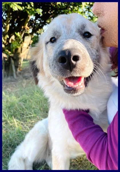 VICTORIA cucciolona meravigliosa non ha ancora trovato una mamma | Foto 5