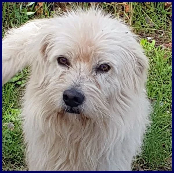 GRINGO simil terrierino vive in strada esposto ai pericoli | Foto 2