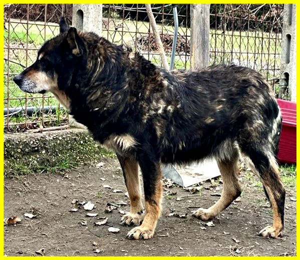 BASSO nonnino 14 anni recuperato da un canile cerca solo un po' di pace | Foto 5