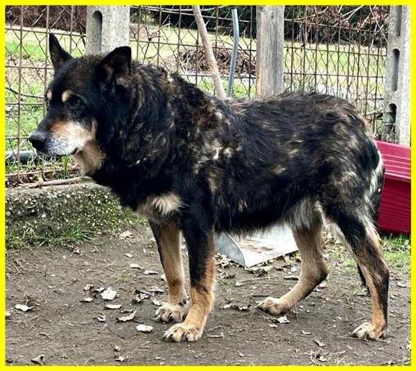 BASSO nonnino 14 anni recuperato da un canile cerca solo un po' di pace | Foto 4