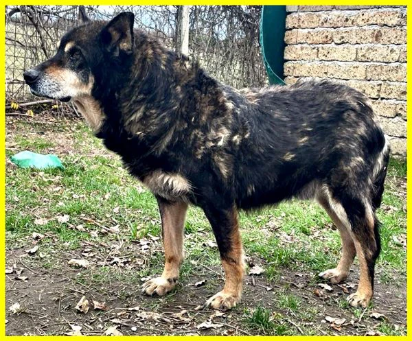 BASSO nonnino 14 anni recuperato da un canile cerca solo un po' di pace | Foto 3