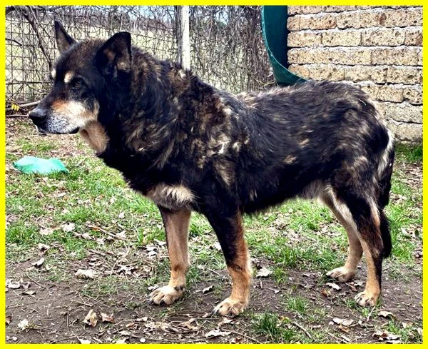 BASSO nonnino 14 anni recuperato da un canile cerca solo un po' di pace | Foto 2