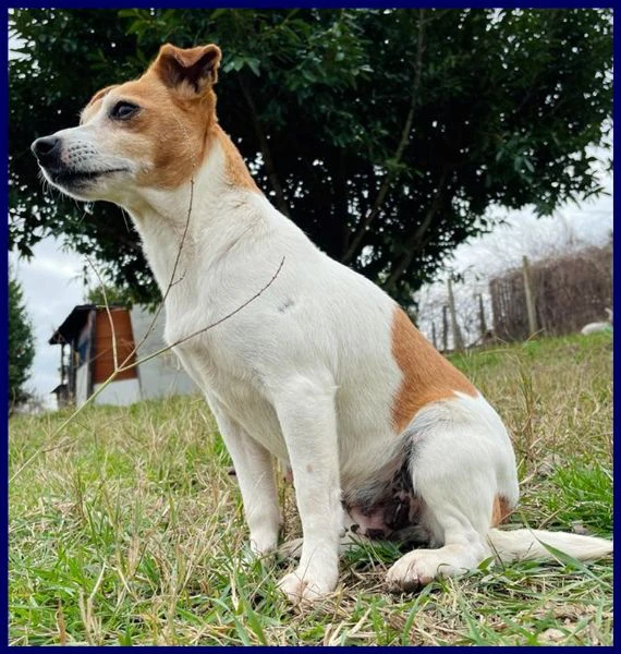 ENDORA tenera jack russel ha bisogno di una casa | Foto 5