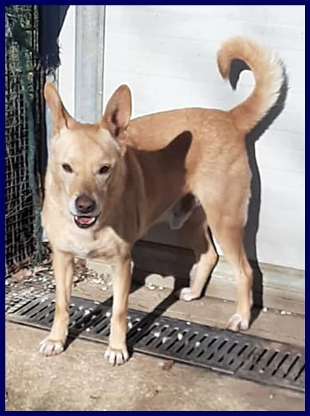 EDDY simil pinscher rinuncia di proprietà | Foto 3