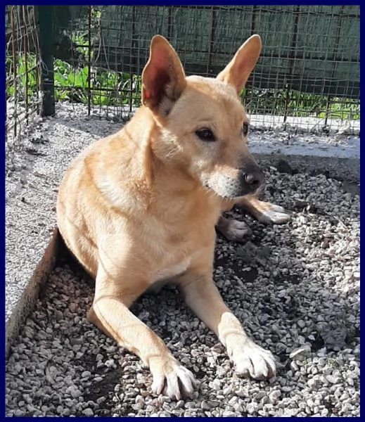 EDDY simil pinscher rinuncia di proprietà | Foto 2