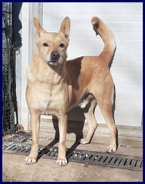 EDDY simil pinscher rinuncia di proprietà | Foto 1