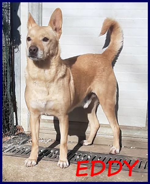 EDDY simil pinscher rinuncia di proprietà