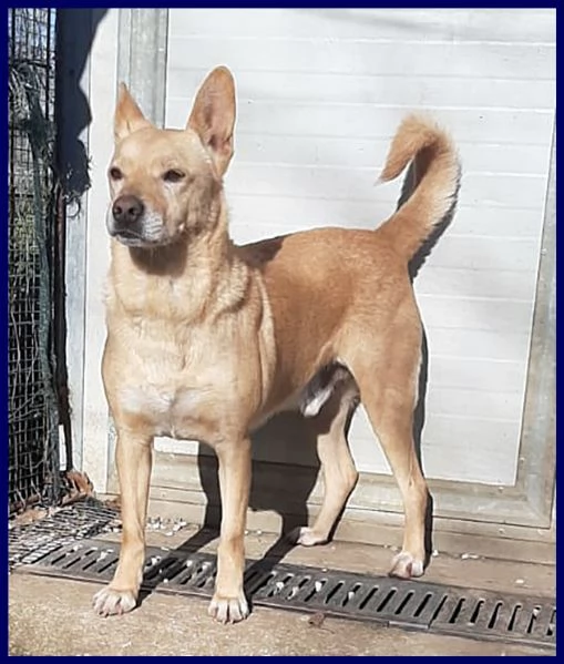 EDDY simil pinscher rinuncia di proprietà | Foto 0