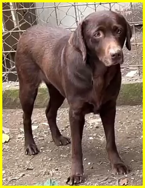 KUBRA labrador chocolate cieca e spaventata | Foto 3