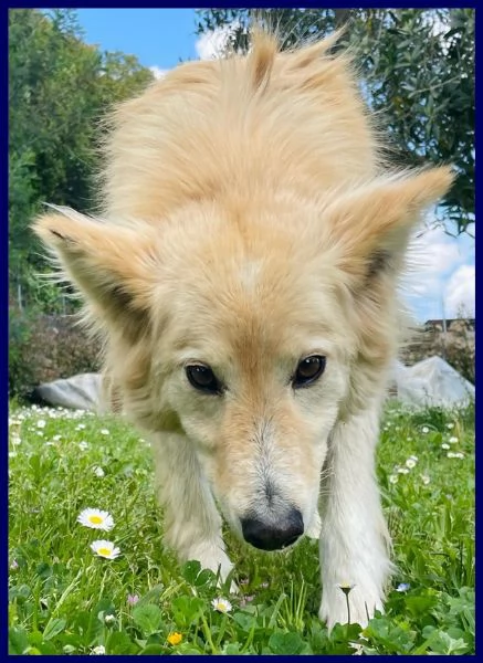 LUCKY sta ancora aspettando una mamma | Foto 3