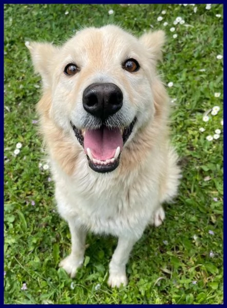 LUCKY sta ancora aspettando una mamma | Foto 2