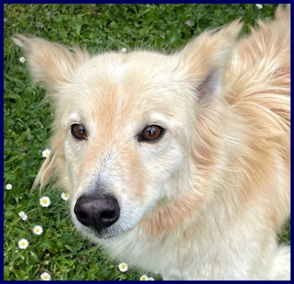 LUCKY sta ancora aspettando una mamma | Foto 1