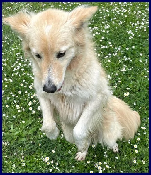 LUCKY sta ancora aspettando una mamma | Foto 0