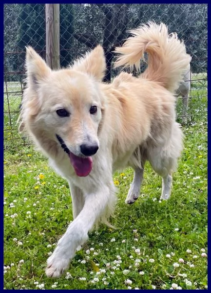 LUCKY sta ancora aspettando una mamma